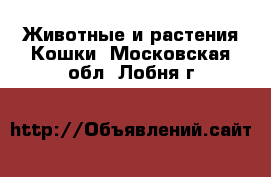 Животные и растения Кошки. Московская обл.,Лобня г.